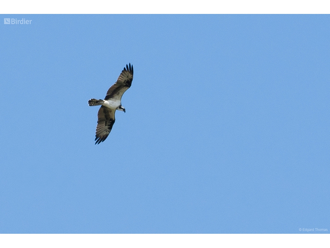 Pandion haliaetus
