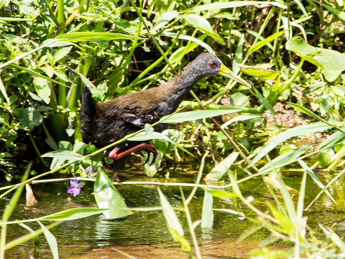 Pardirallus nigricans