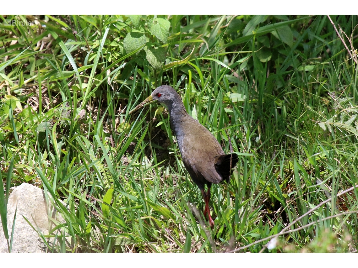 Pardirallus nigricans