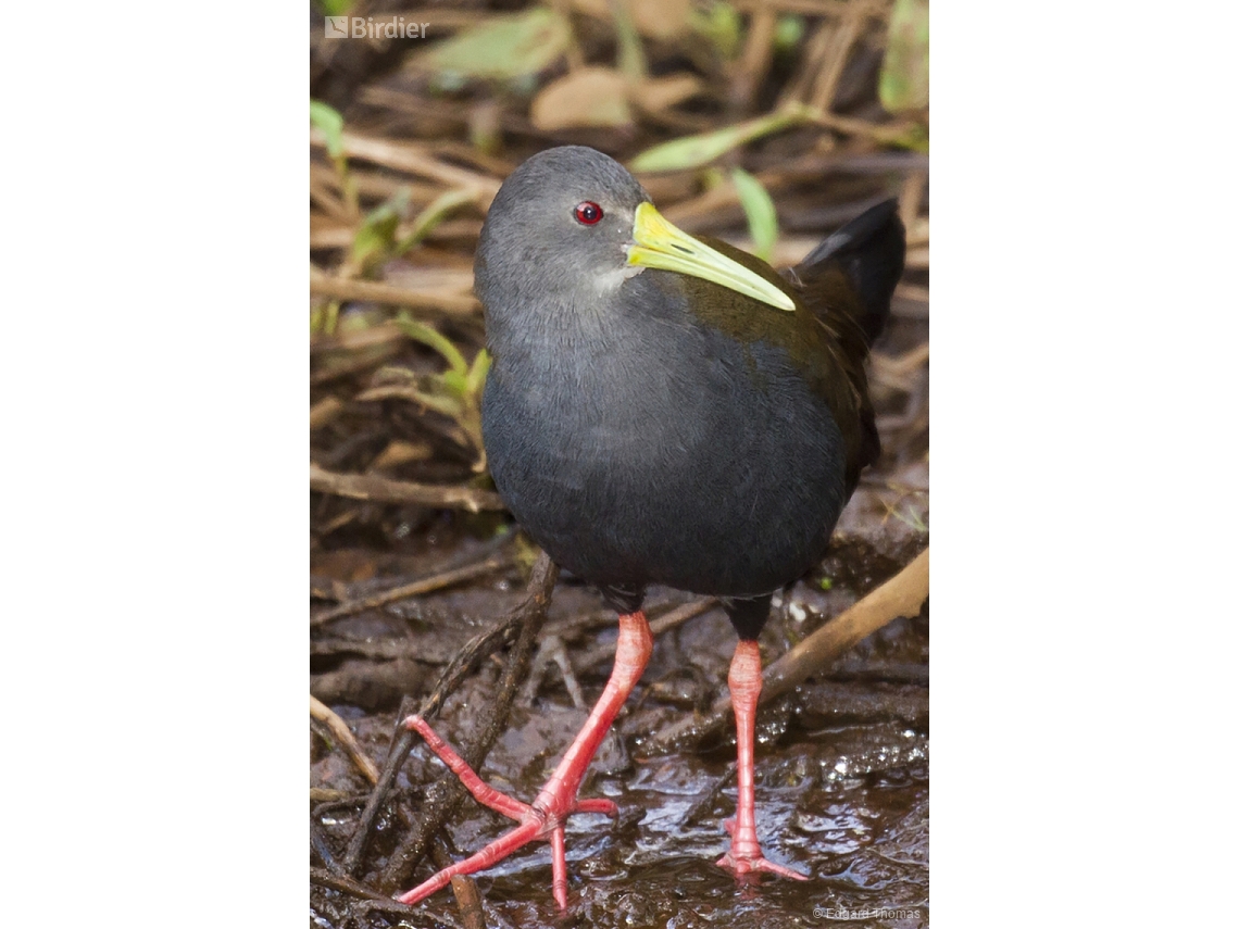 Pardirallus nigricans