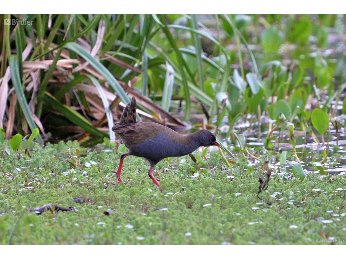 Pardirallus sanguinolentus