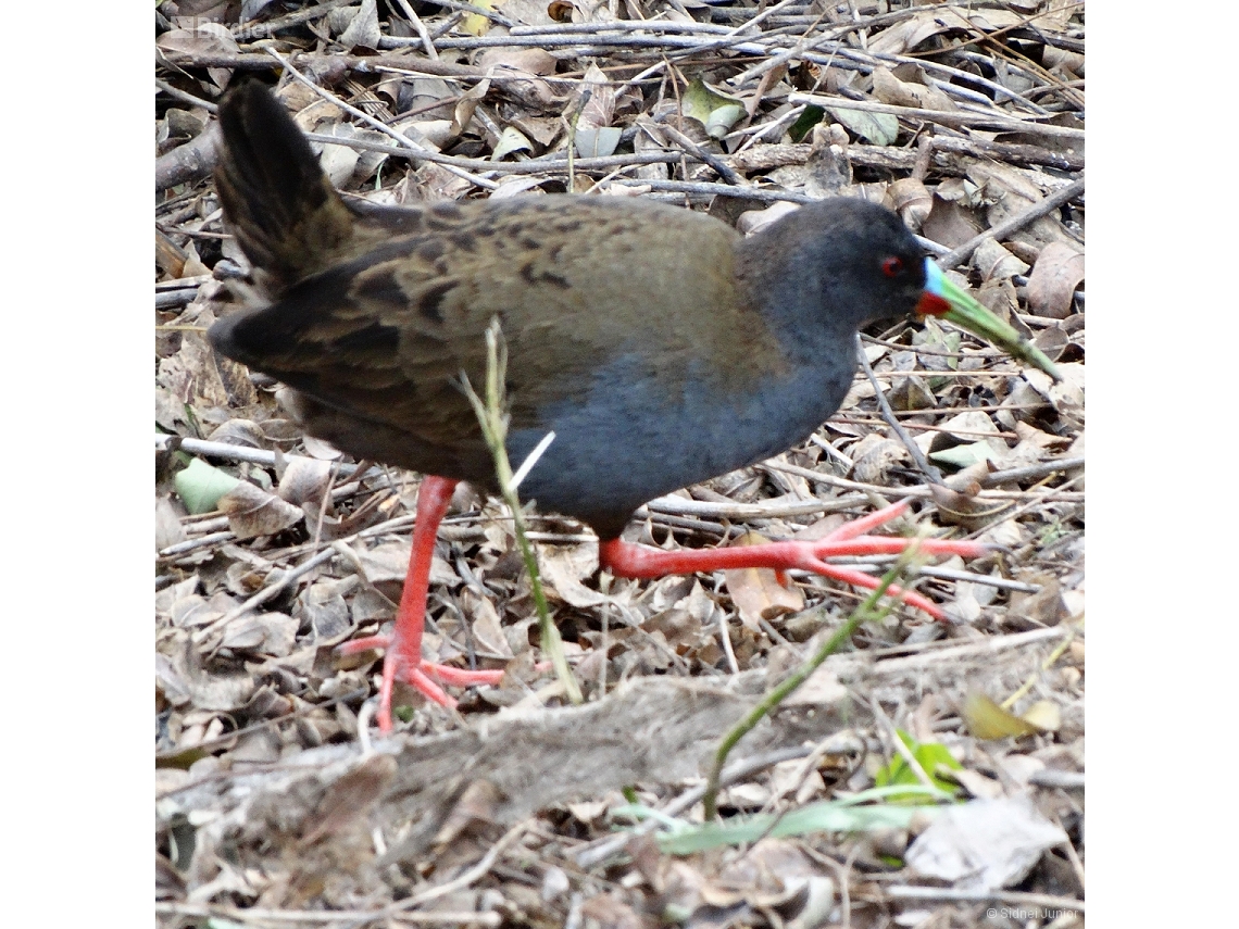 Pardirallus sanguinolentus