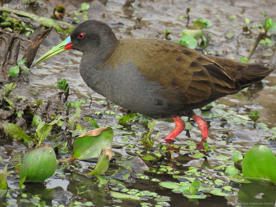 Pardirallus sanguinolentus