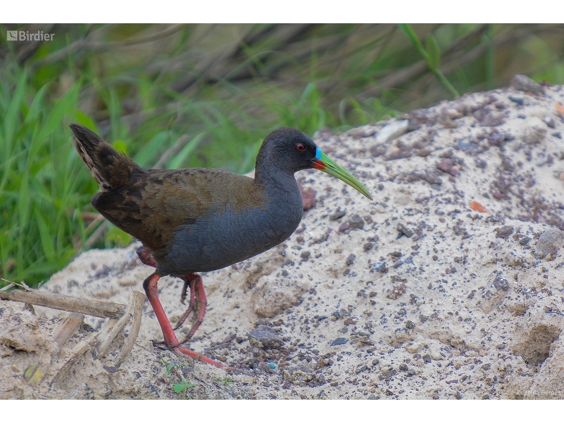 Pardirallus sanguinolentus