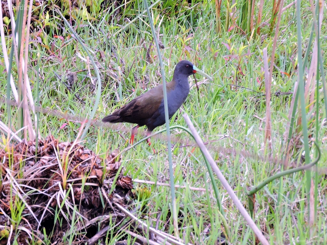Pardirallus sanguinolentus