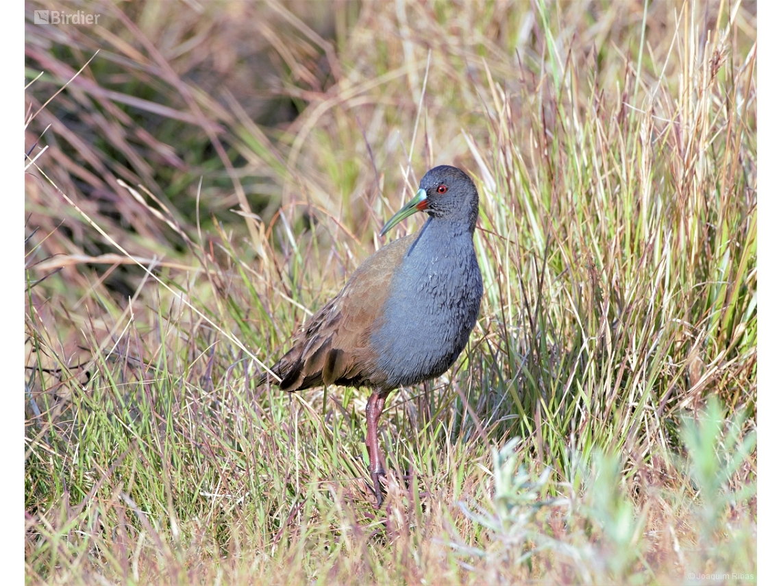 Pardirallus sanguinolentus