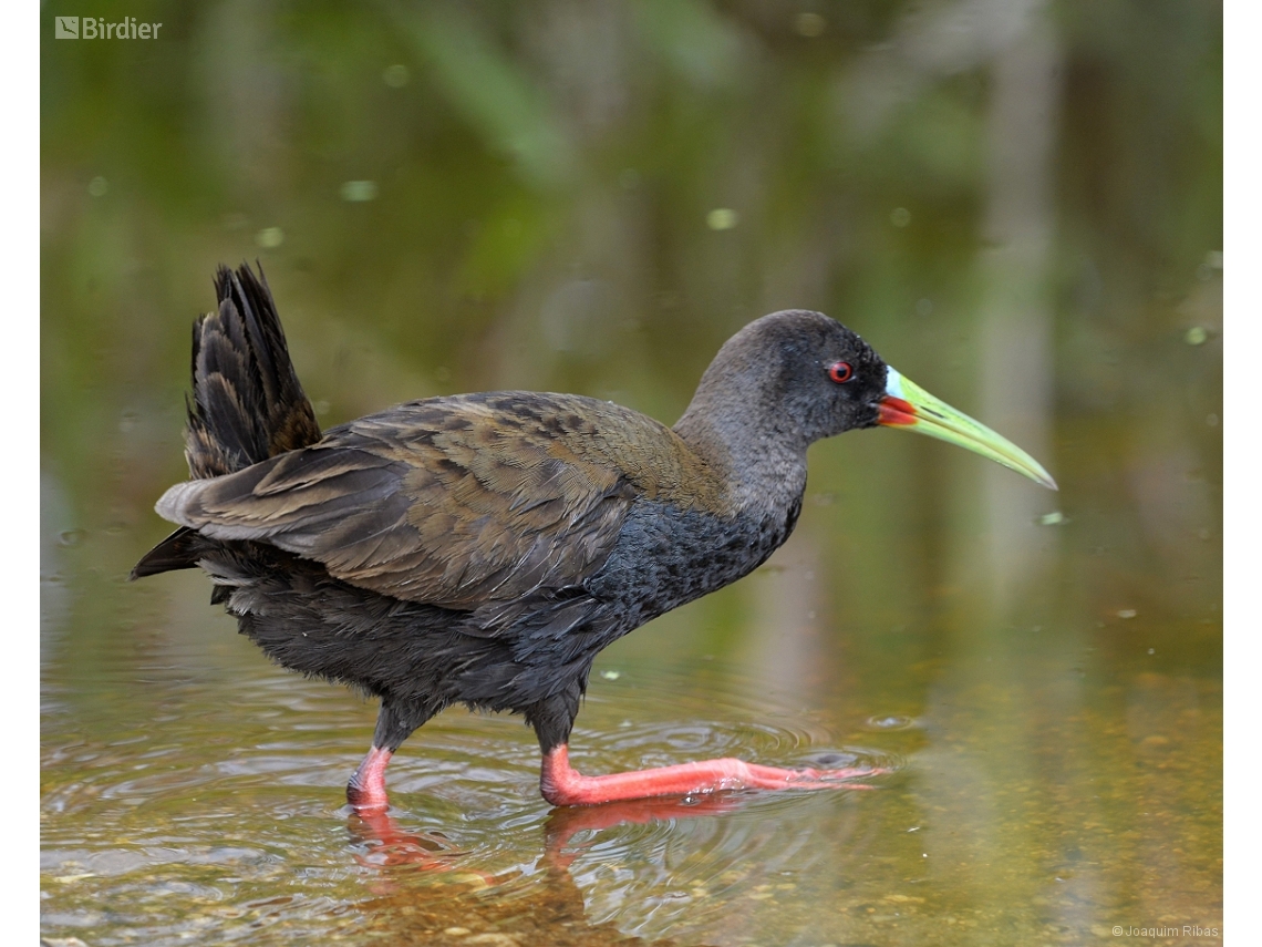 Pardirallus sanguinolentus