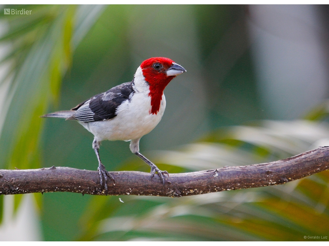 Paroaria dominicana