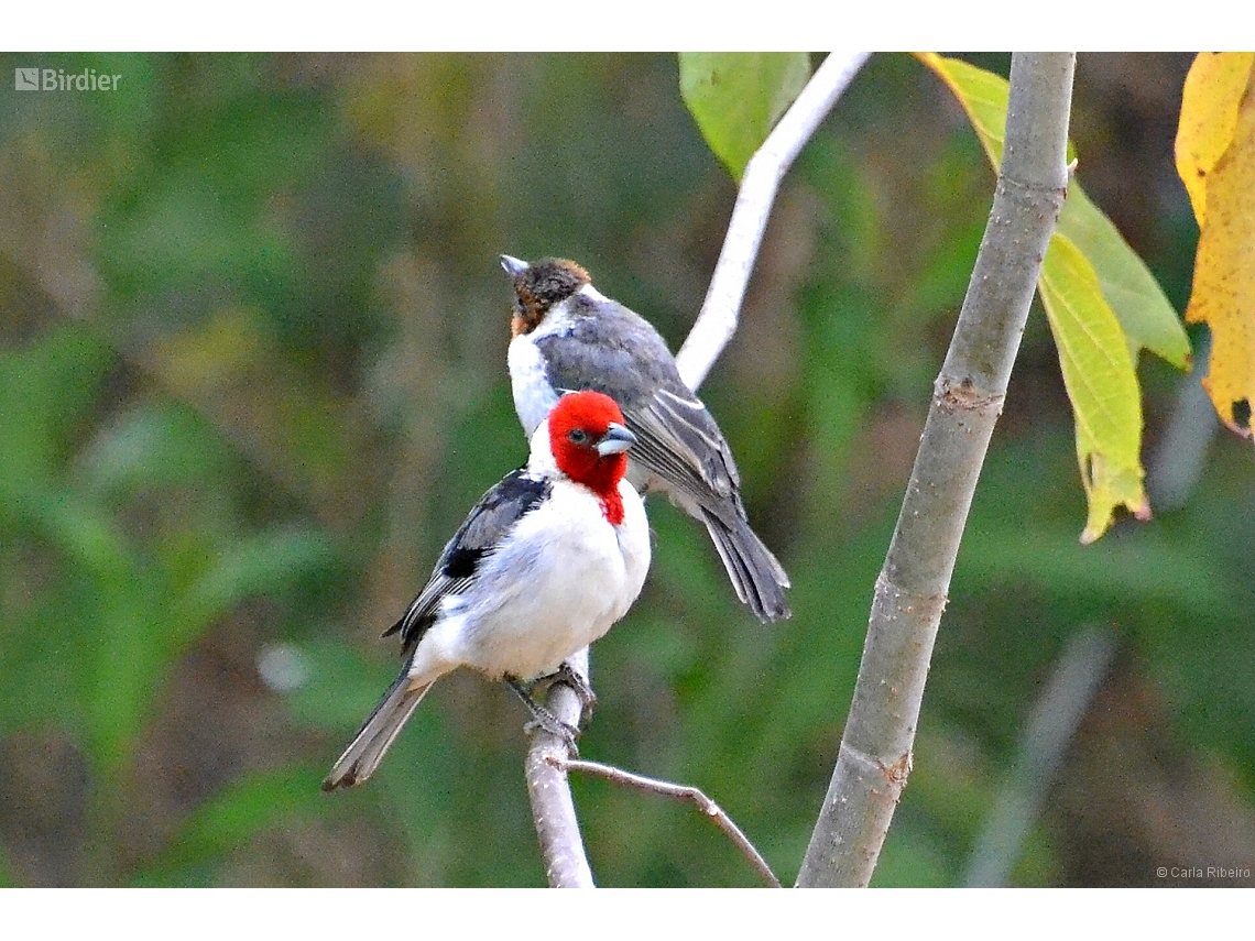 Paroaria dominicana