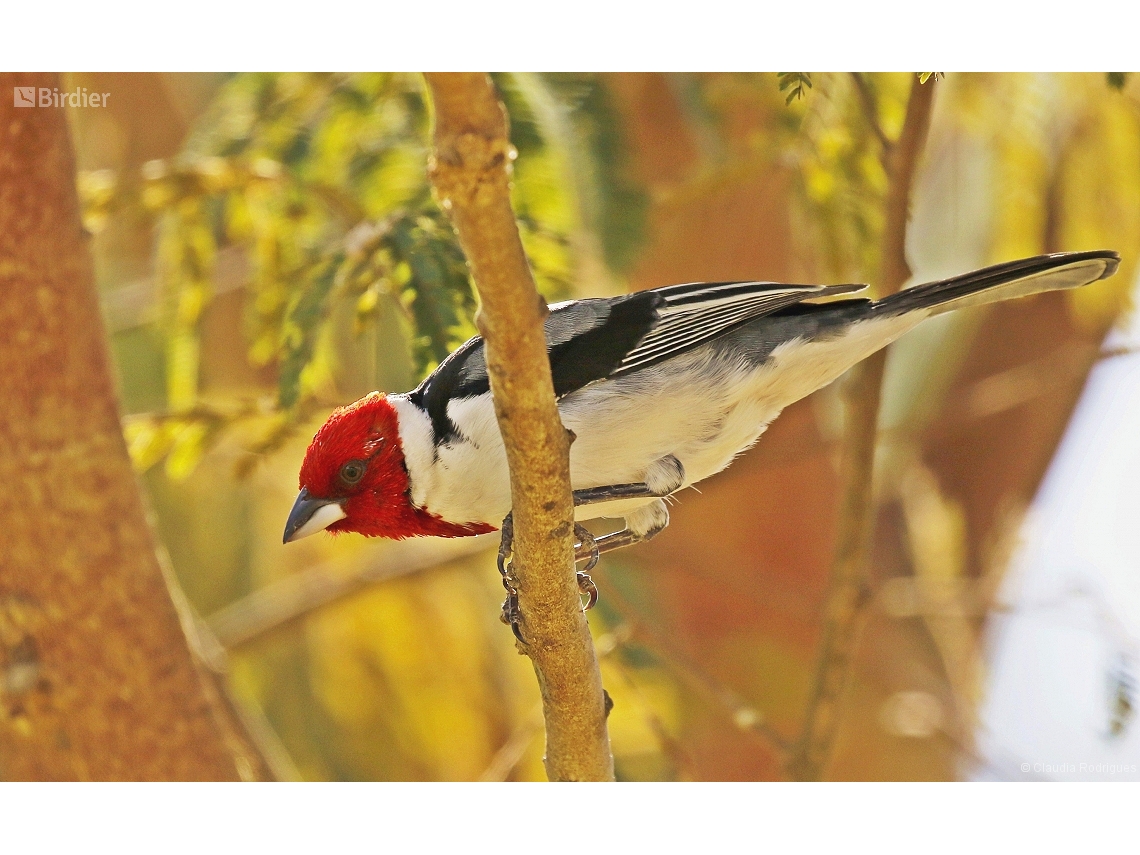 Paroaria dominicana
