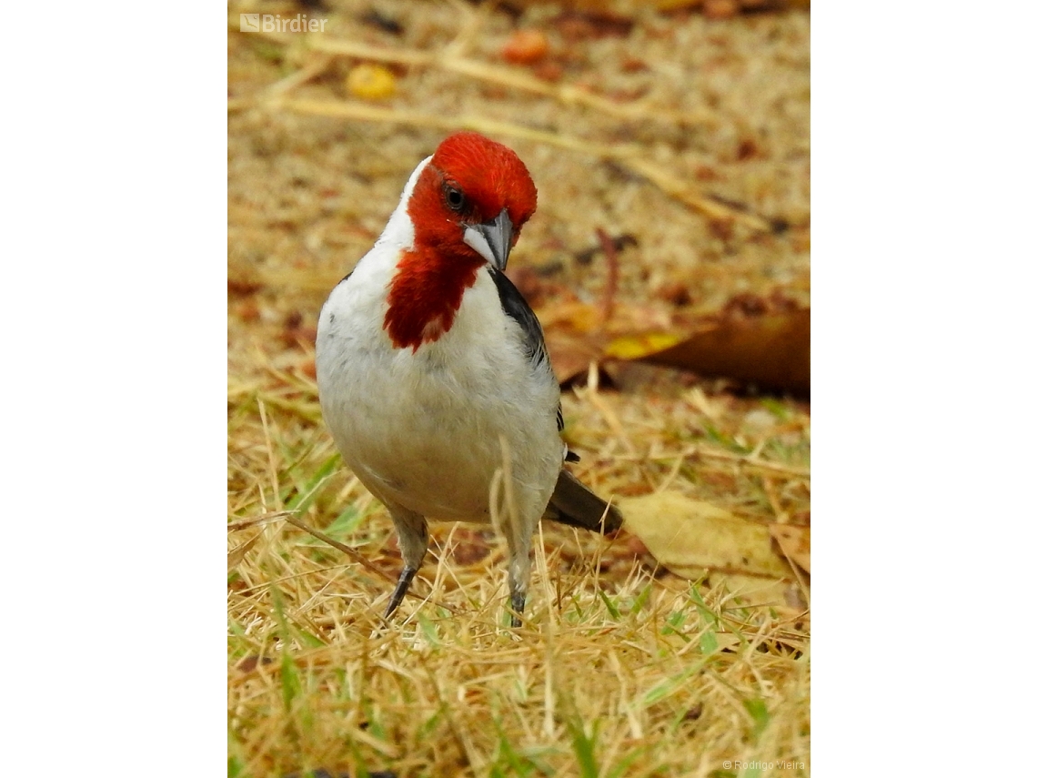 Paroaria dominicana