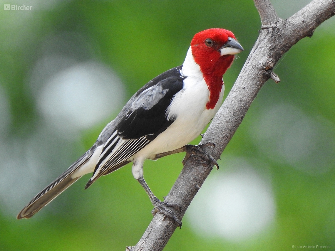 Paroaria dominicana