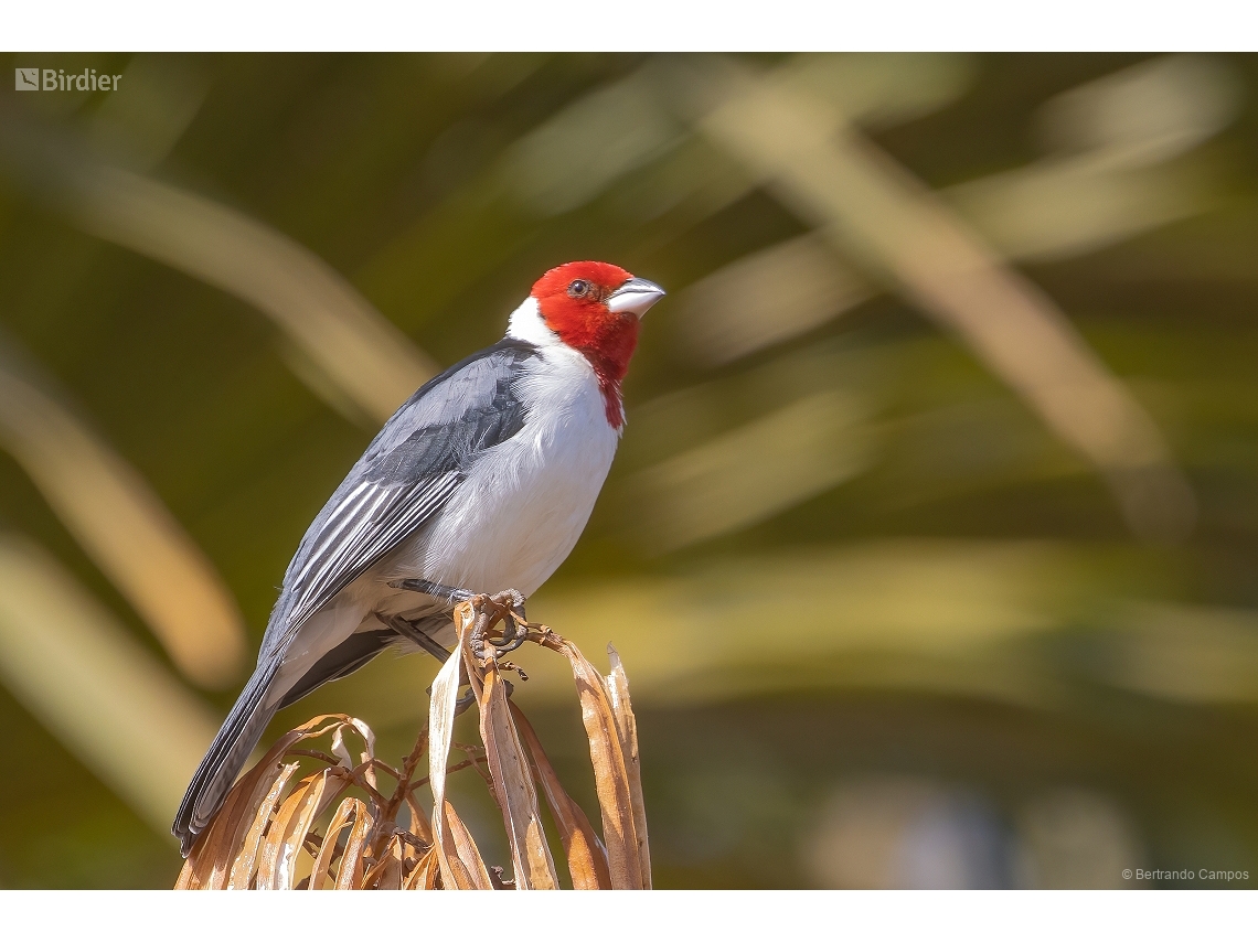 Paroaria dominicana