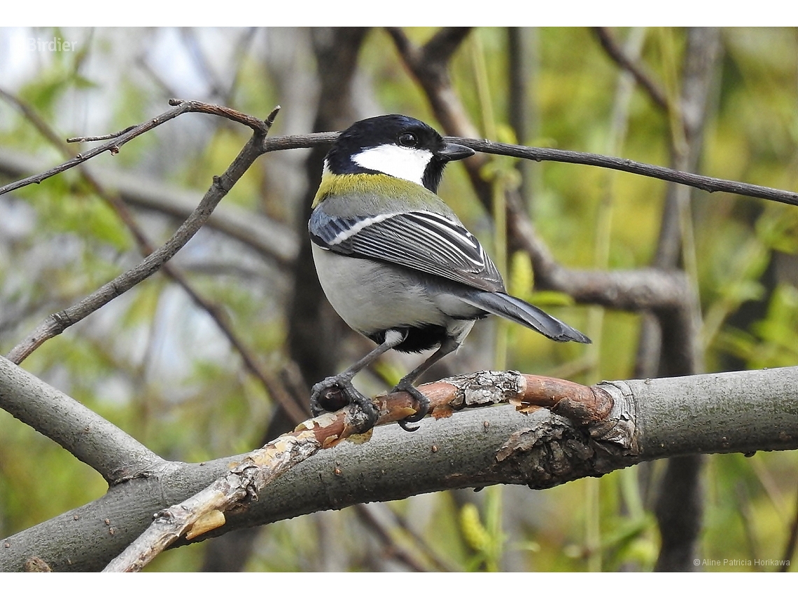 Parus cinereus