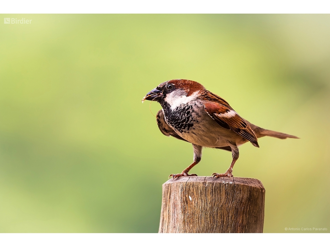 Passer domesticus