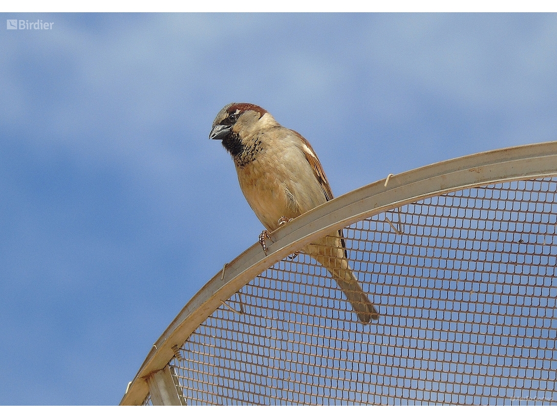 Passer domesticus