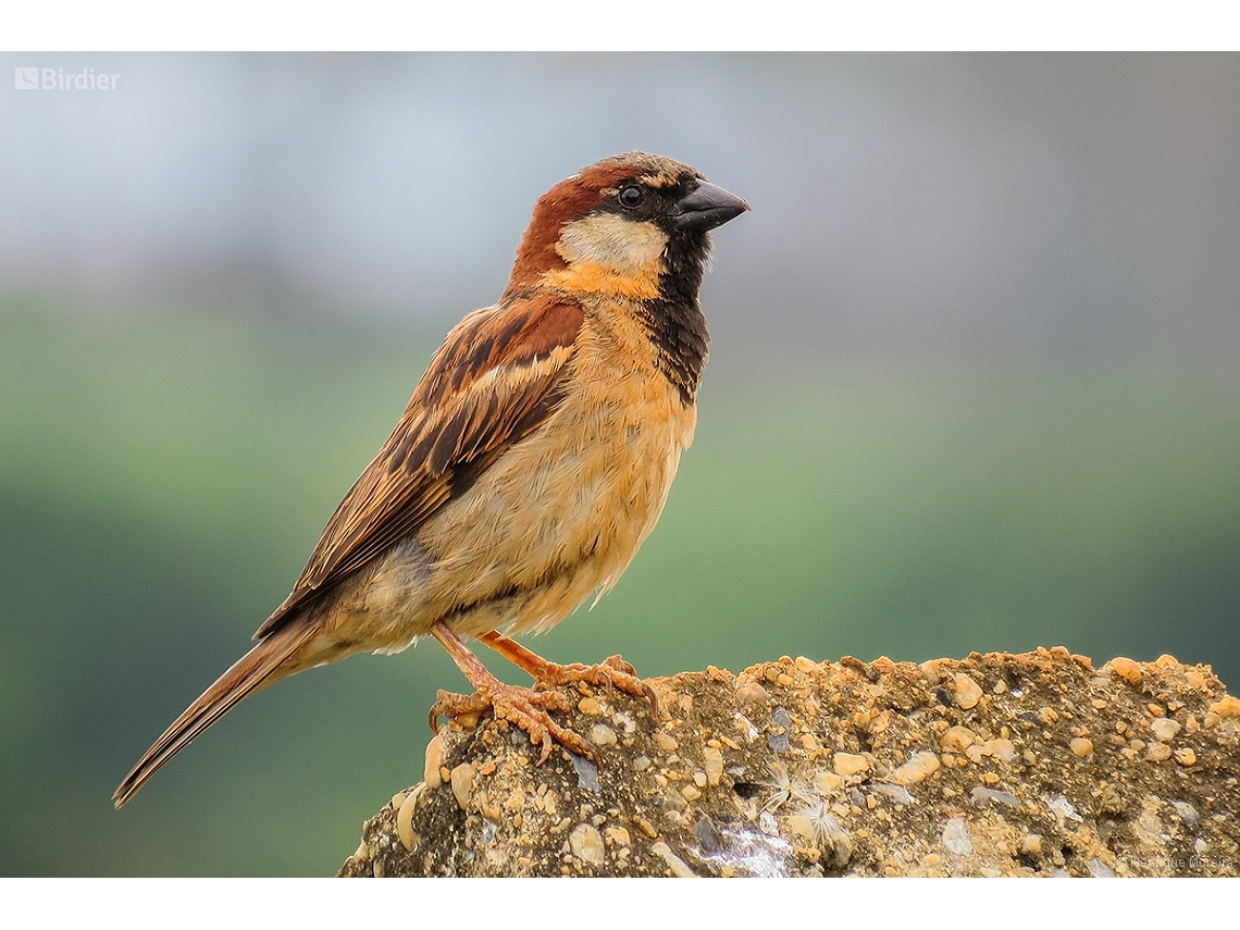 Passer domesticus