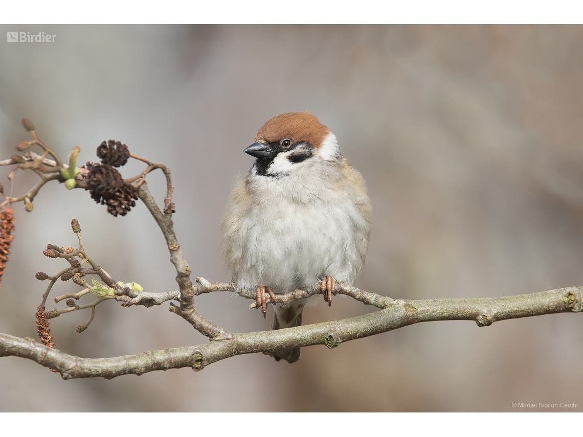 Passer montanus