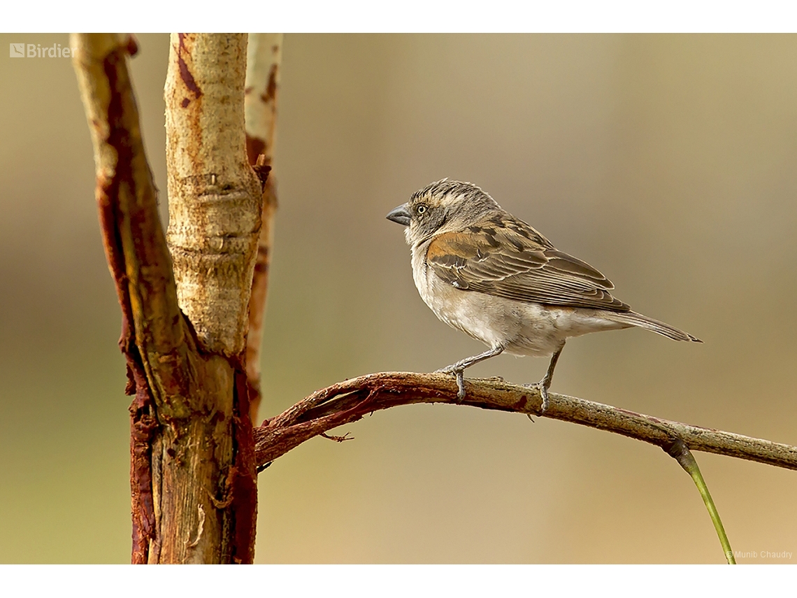 Passer rufocinctus