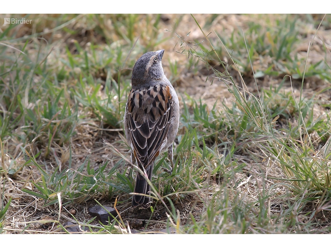 Passer rufocinctus