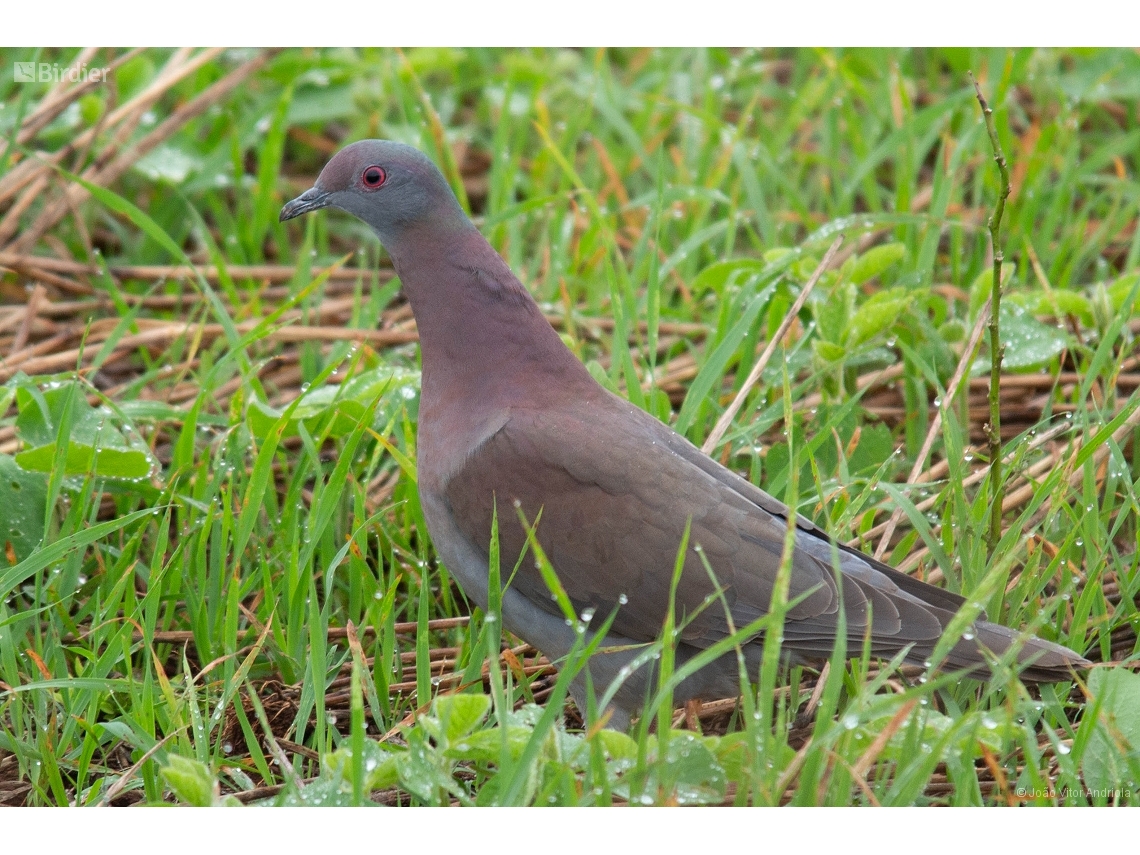 Patagioenas cayennensis