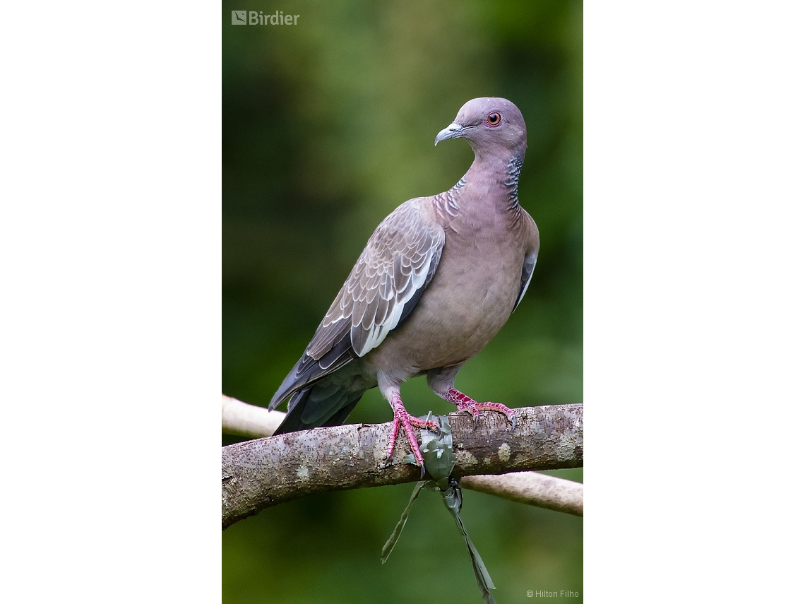 Patagioenas picazuro