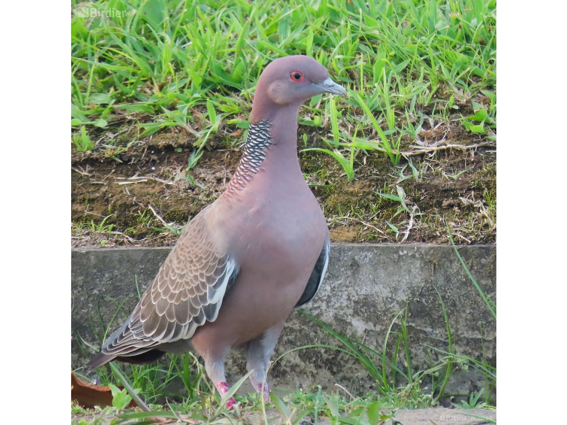 Patagioenas picazuro