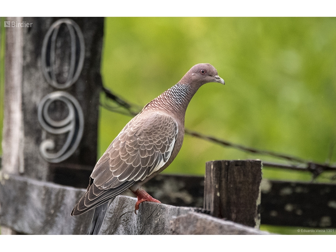 Patagioenas picazuro