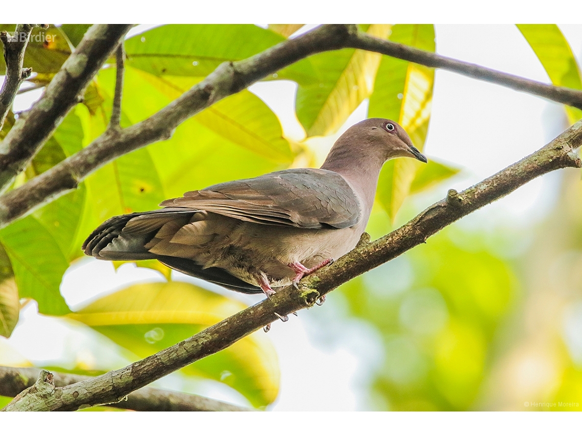 Patagioenas plumbea