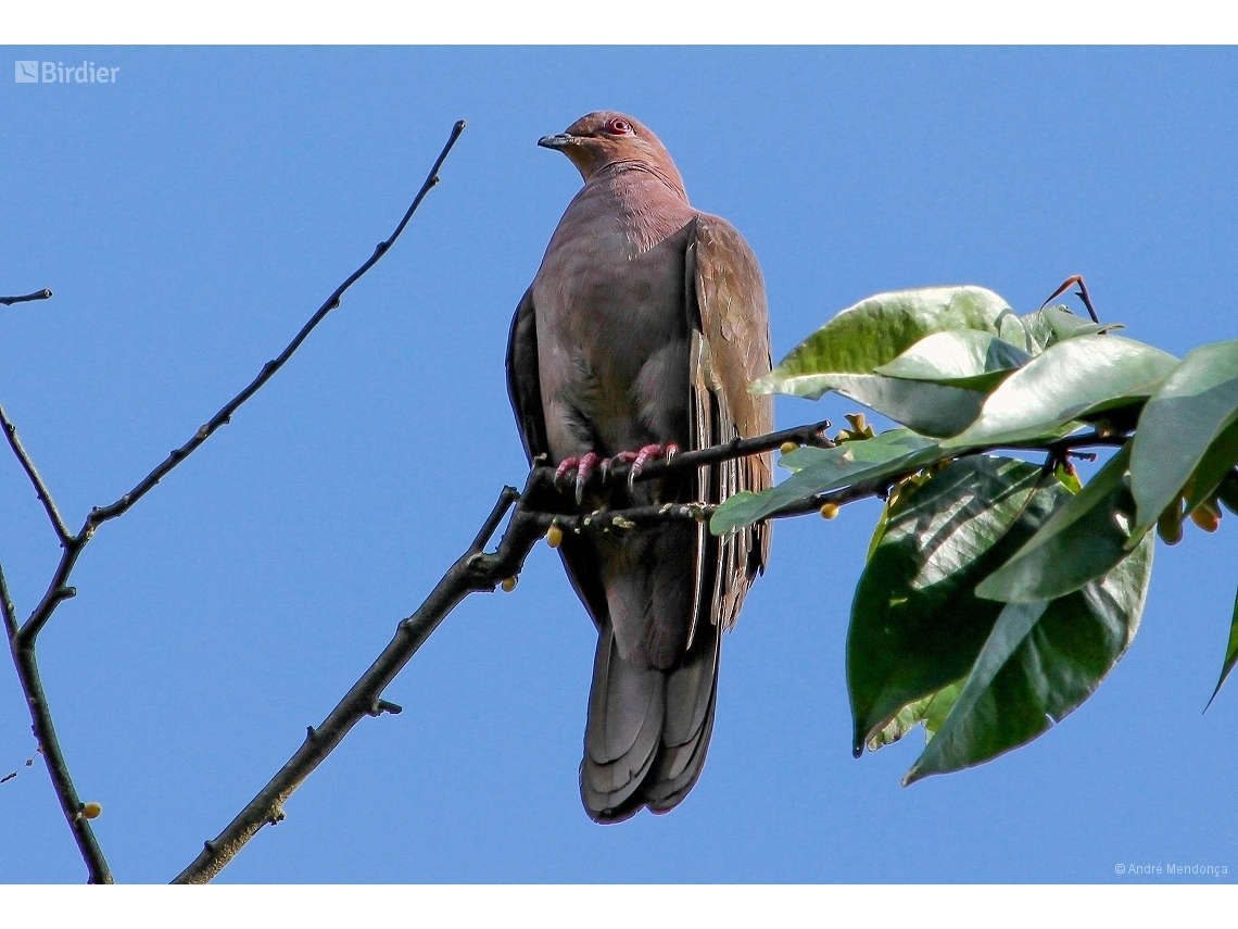 Patagioenas subvinacea