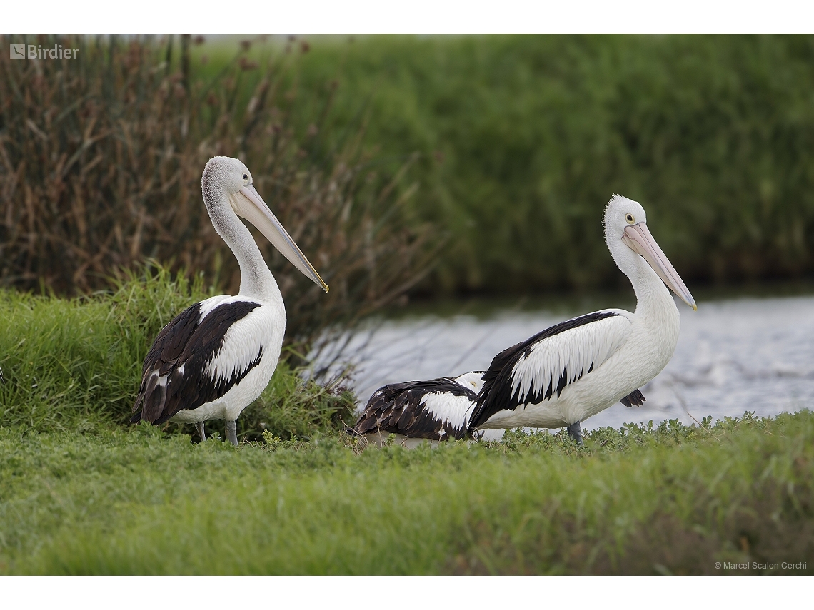 Pelecanus conspicillatus