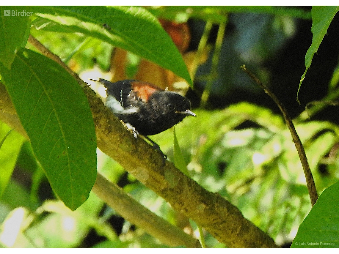 Formicivora erythronotos