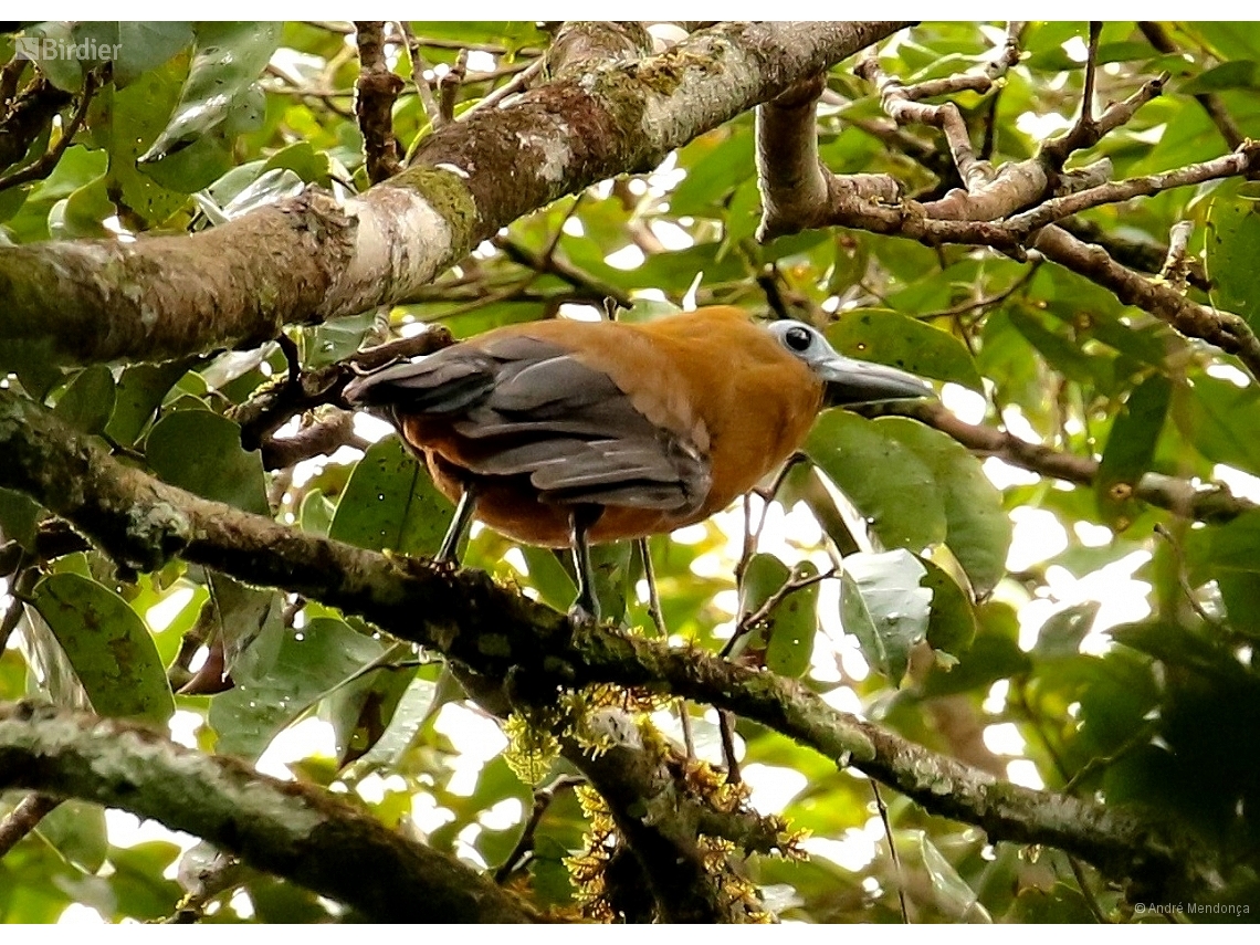 Perissocephalus tricolor