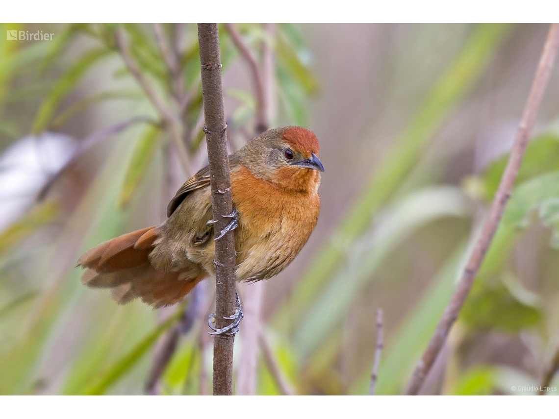 Phacellodomus ferrugineigula