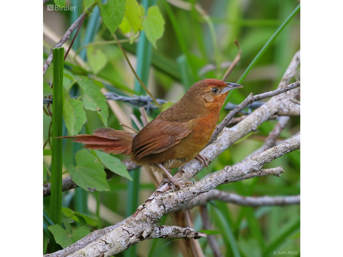 Phacellodomus ferrugineigula