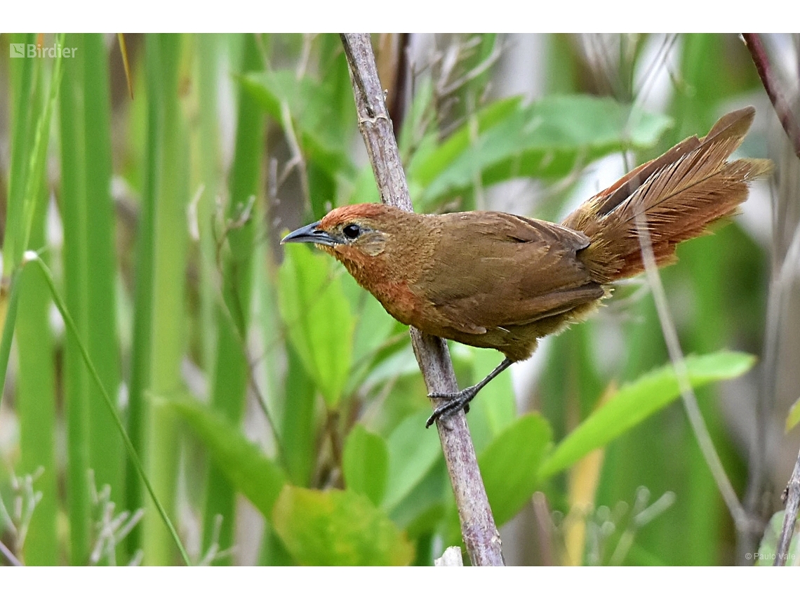 Phacellodomus ferrugineigula