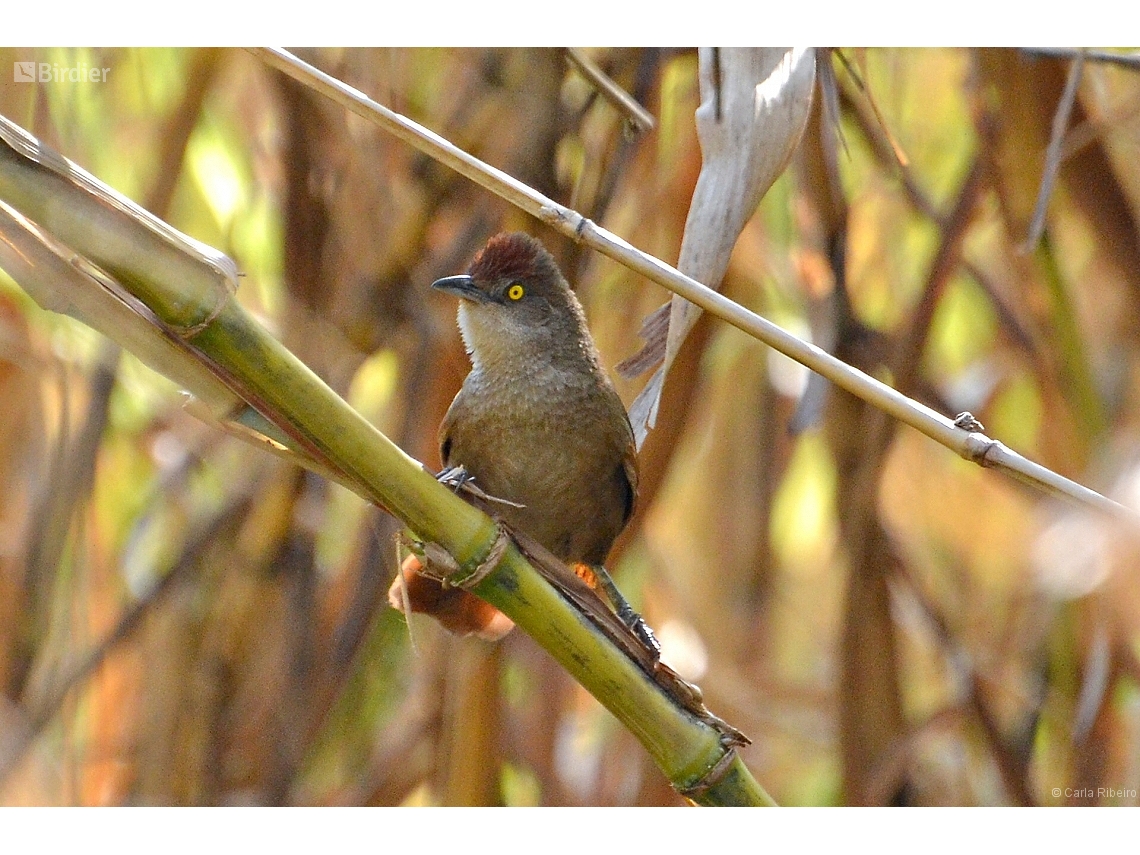 Phacellodomus ruber