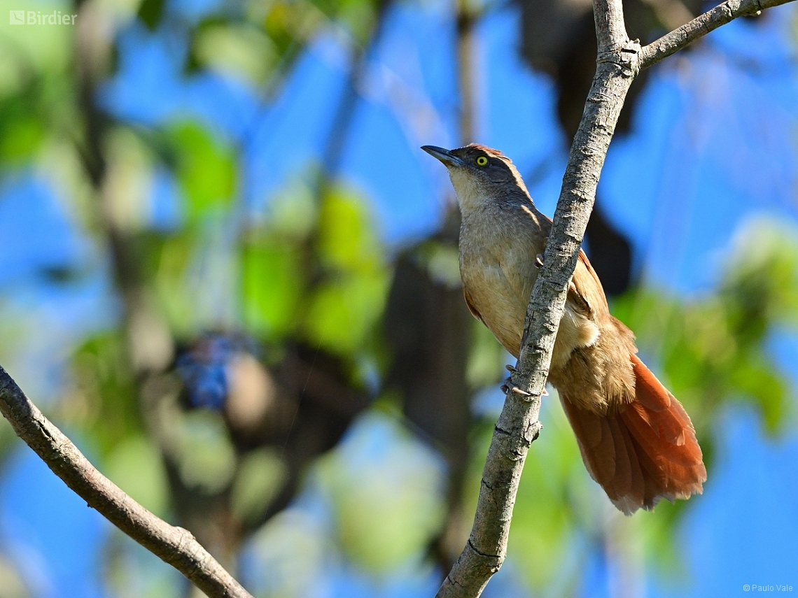 Phacellodomus ruber