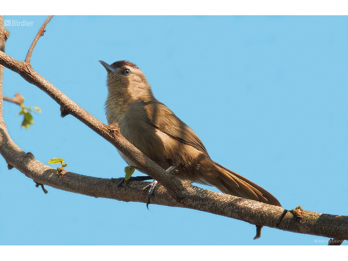 Phacellodomus rufifrons