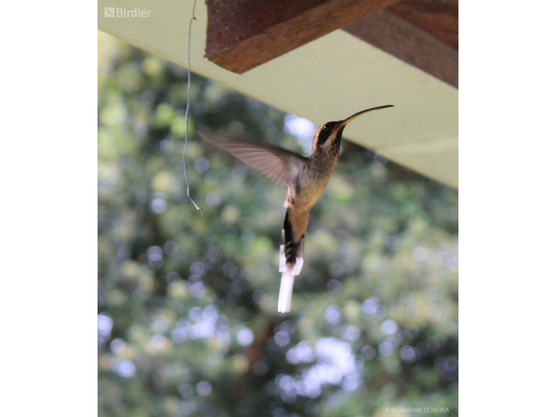 Phaethornis eurynome