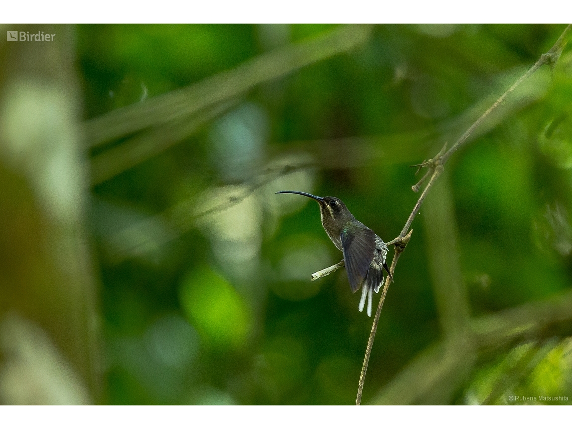 Phaethornis hispidus