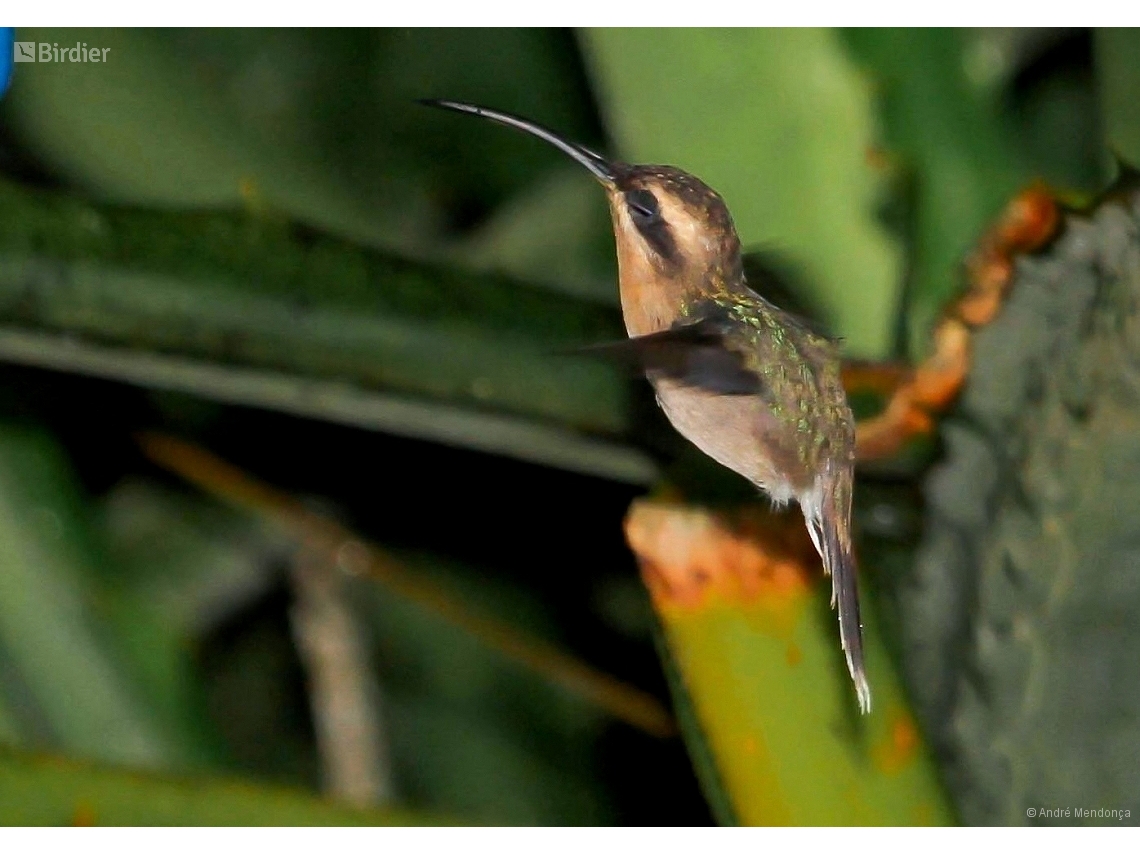 Phaethornis idaliae