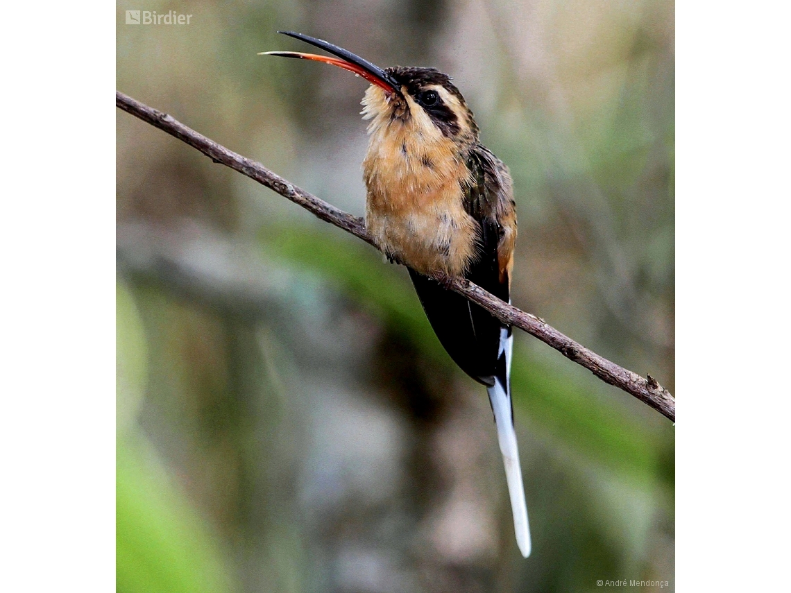 Phaethornis pretrei