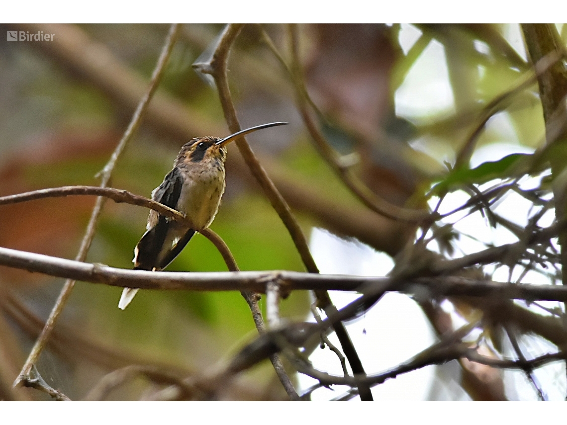 Phaethornis rupurumii