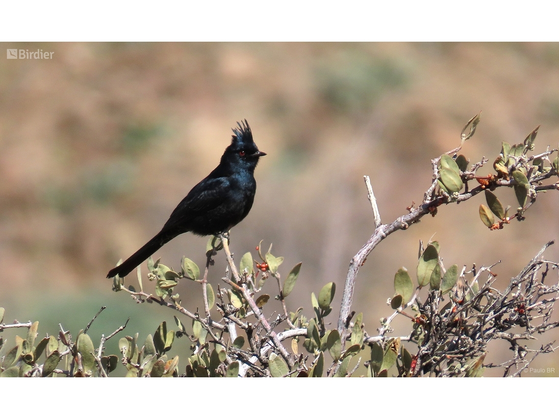 Phainopepla nitens