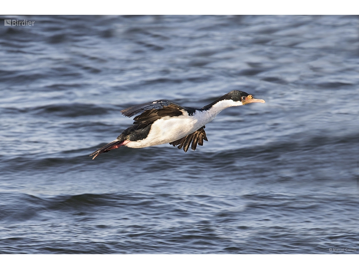 Leucocarbo atriceps