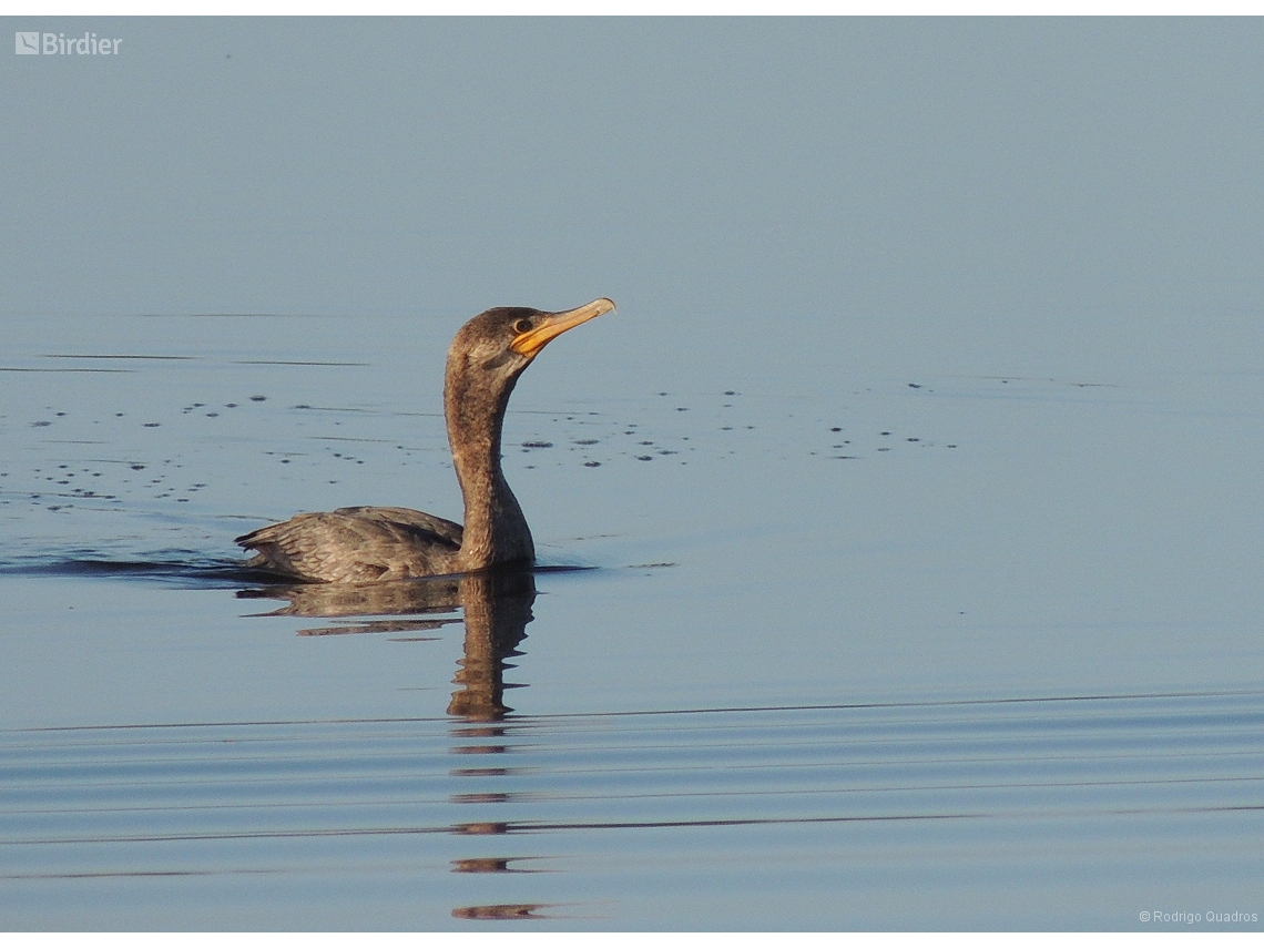 Nannopterum brasilianum