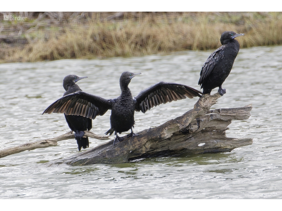 Phalacrocorax sulcirostris