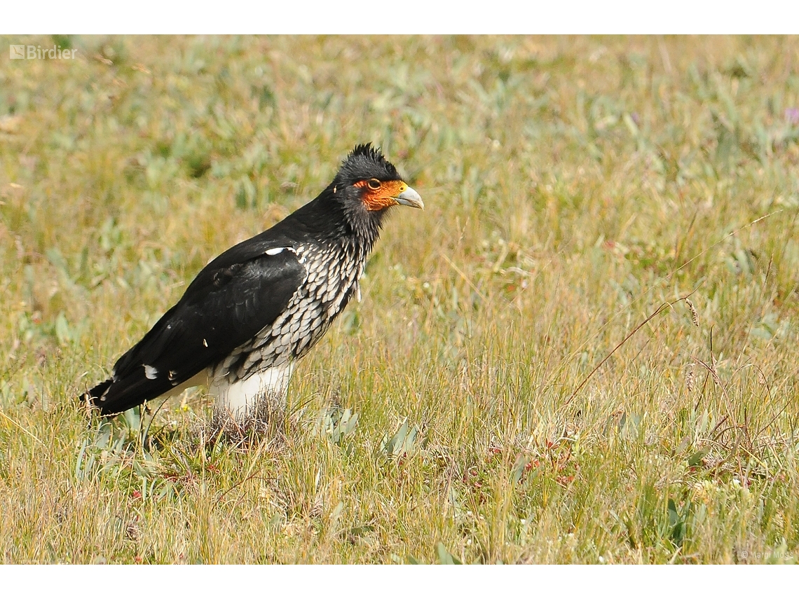 Daptrius carunculatus