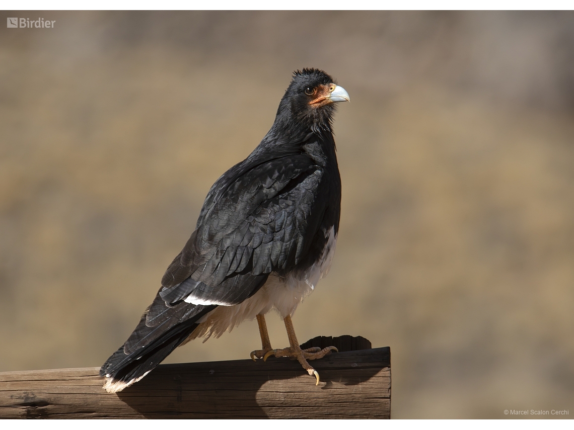 Daptrius megalopterus